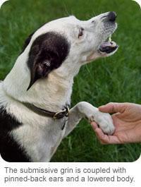 If your dog s eyes seem smaller than they usually are, this can also mean he s feeling frightened or stressed.