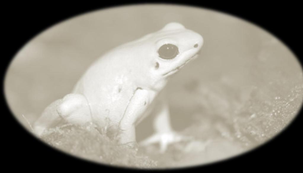 Amphibians Most amphibians breathe with gills as larvae and with lungs as