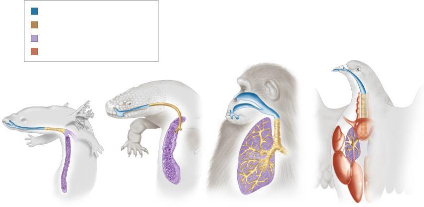 Section 33-3 Figure 33 10:Vertebrate Lungs Nostrils, mouth,