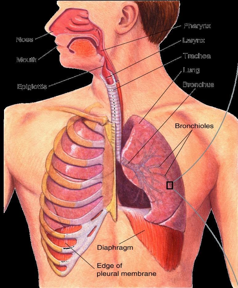 Respiratory System Function: to provide
