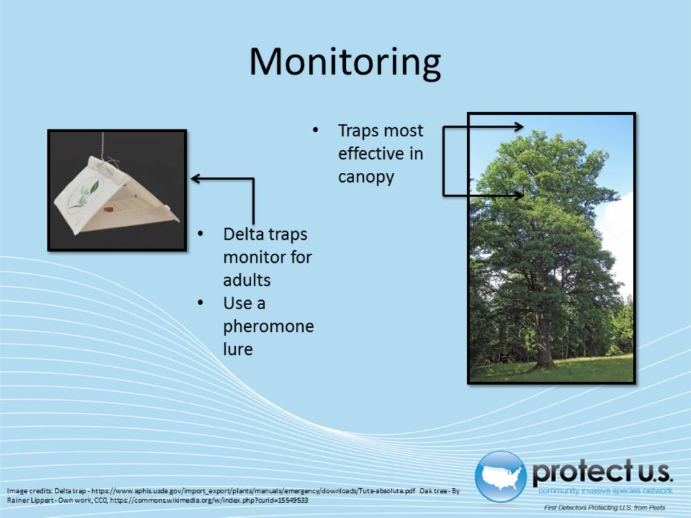 Pheromone traps are an effective monitoring method.