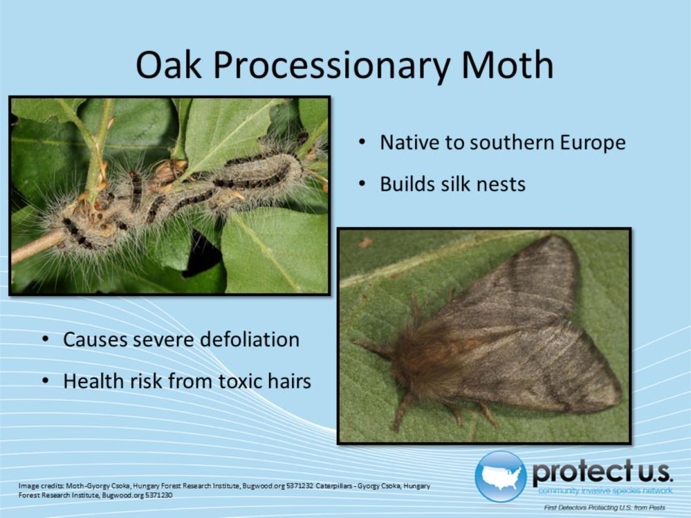 The scientific name of this moth is Thaumetopea processionea (Linnaeus).