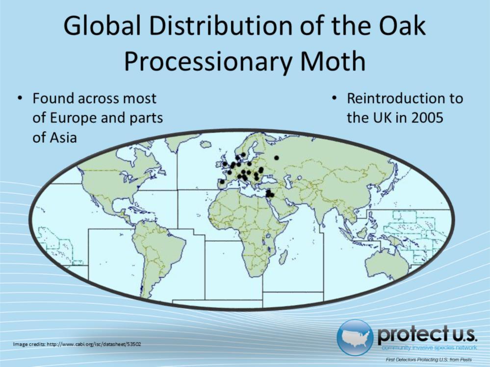 Oak processionary moth is native to southern Europe, but is found across Europe and in some parts of Asia.