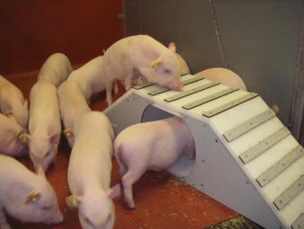 Minipig Welfare - acclimatisation and socialisation There is always room for improvement Introduction This text focuses on the time after the minipig has been transported from the breeder until the