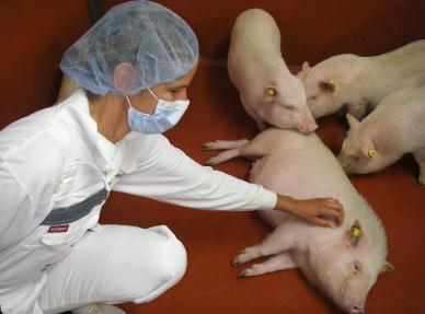From transportation to new facilities It is well known that, like any other species, transporting minipigs induces changes in their cardiovascular, immune, endocrine and central nervous systems.