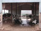 Recycling of Foodborne Pathogens on the Farm GOT Milk?