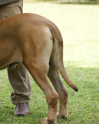 Breed standard TAIL: Very wide at the root, medium set, tapering rapidly to reach the hocks (pictures).