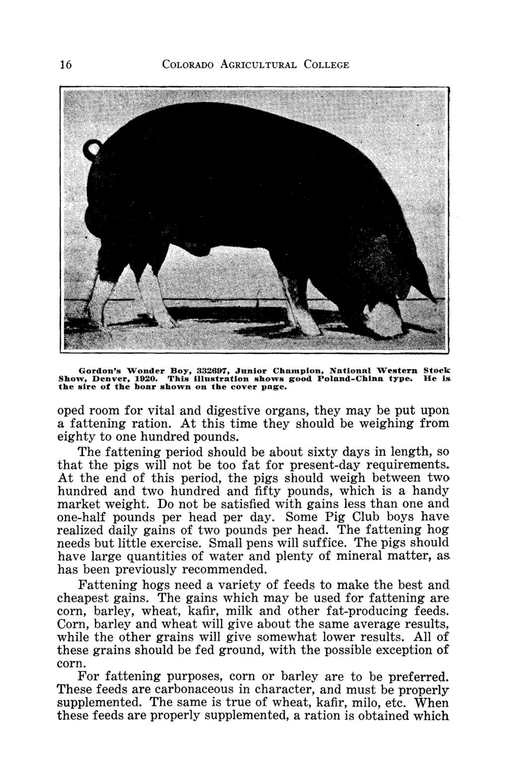 16 CoLORADO AGRICULTURAL CoLLEGE Gordon's Wonder Boy, 332697, Junior Cha1npion, National Western Stoek Show, Denver, 1920. This illustration shows good Poland-China type.