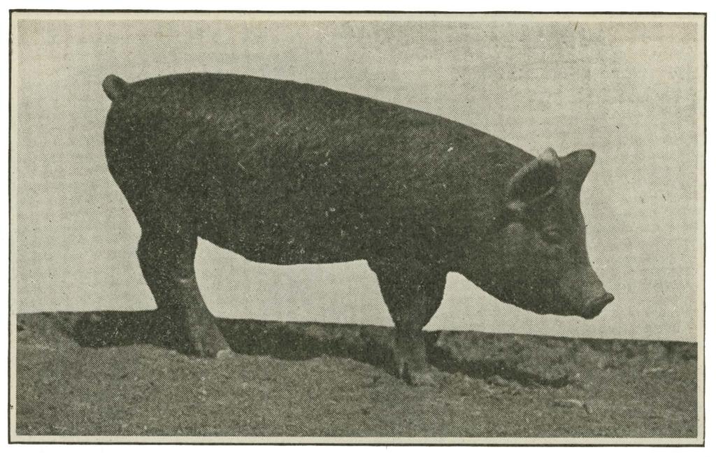 The following rations are suggested to be fed to pigs on alfalfa pasture: 1 Corn, 90 lbs. Tankage, 10 lbs. 2 3 Corn, 70 lbs. Corn, 40 lbs. Tankage. 10 Ibs. G. Oats, 40 lbs. Shorts, 25 lbs.