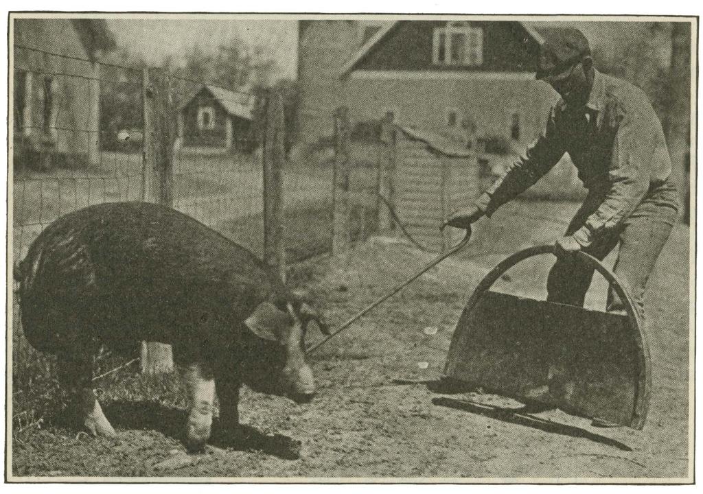 All hog men consider a light-weight hand hurdle a necessity in handling hogs at a fair. On this page is a good illustration of a practical, handy hurdle.