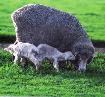 4. Lambing (day 150) 7 Pre joining Post weaning 6 Weaning 5 Lactation 1 Joining Lambing Early Mid Late 4 2 3 The condition score of the ewe at lambing influences birth weight and survival of the lamb.