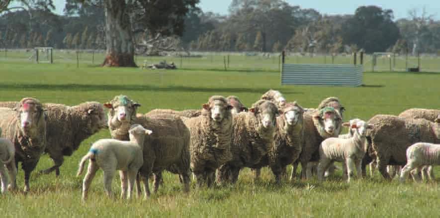 The lifetimewool project lifetimewool is a national project funded by Australian wool producers through Australian Wool Innovation Limited and state government departments of Victoria, Western