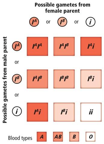 Multiple Alleles Not all traits are determined by two alleles. Some forms of inheritance are determined by more than two alleles referred to as multiple alleles.