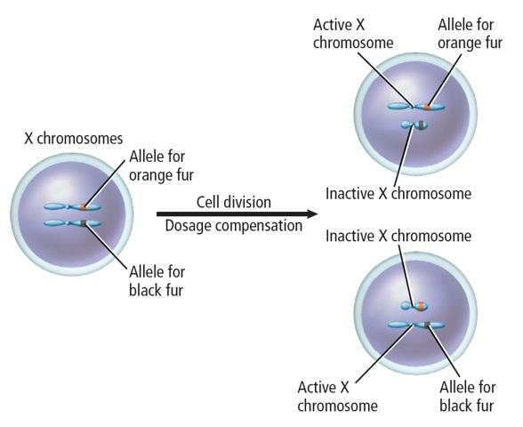 Figure 7 The calico coat of this cat results from the random inactivation of the X chromosomes in body cells.
