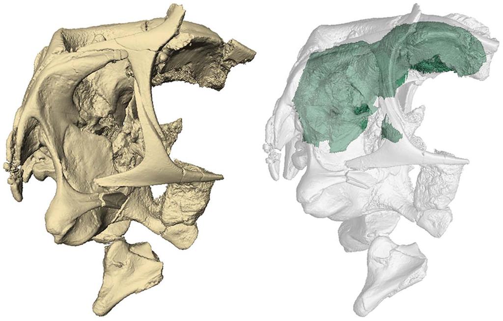 Fig. 1. Three-dimensional rendering of the braincase of Conchoraptor gracilis (IGM 100/3006).