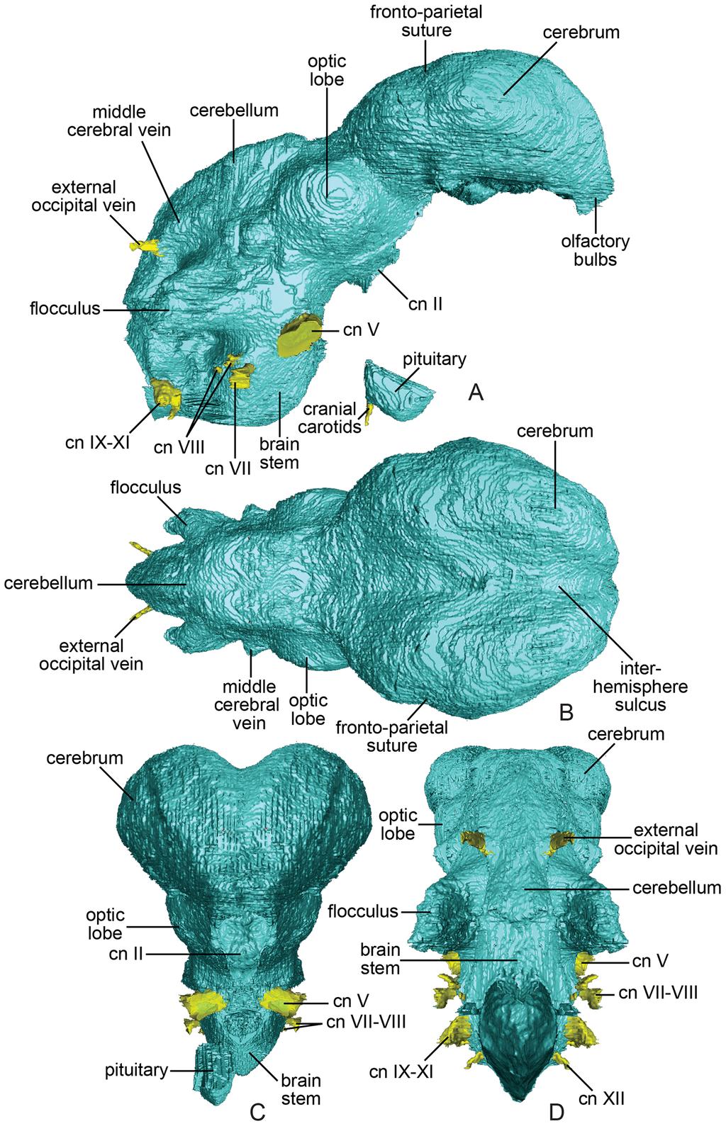 Reconsidering Avian Nature of Oviraptorosaur Brain Fig. 2. Endocast of Conchoraptor gracilis (IGM 100/3006) in (A) right lateral; (B), dorsal; (C), rostral; and (D), caudal views. doi:10.1371/journal.