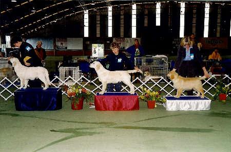 GOLDEN RETRIEVER CLUB OF VICTORIA (INC) Championship Show Critique 26 October 2002 Judge: Mrs Agneta Cardell (Sweden) Comments from the Judge on the Championship Show, Melbourne 26 / 10 / 2002.