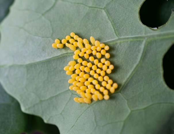 Blue wasp Moth eggs on a leaf Egg Beetle All insects have six legs. Their bodies are divided into three parts.