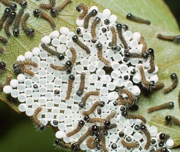 The eggs hatch, and the young are born alive. Larva Most eggs hatch into a worm-like stage called a larva. Caterpillars, grubs, and maggots are larvae (LAR-vee).