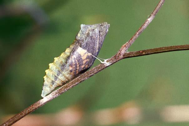 Once the larva has grown, it must totally change its shape. And it must protect itself while it does so. Many larvae spin cocoons out of silk or grow hard shells.