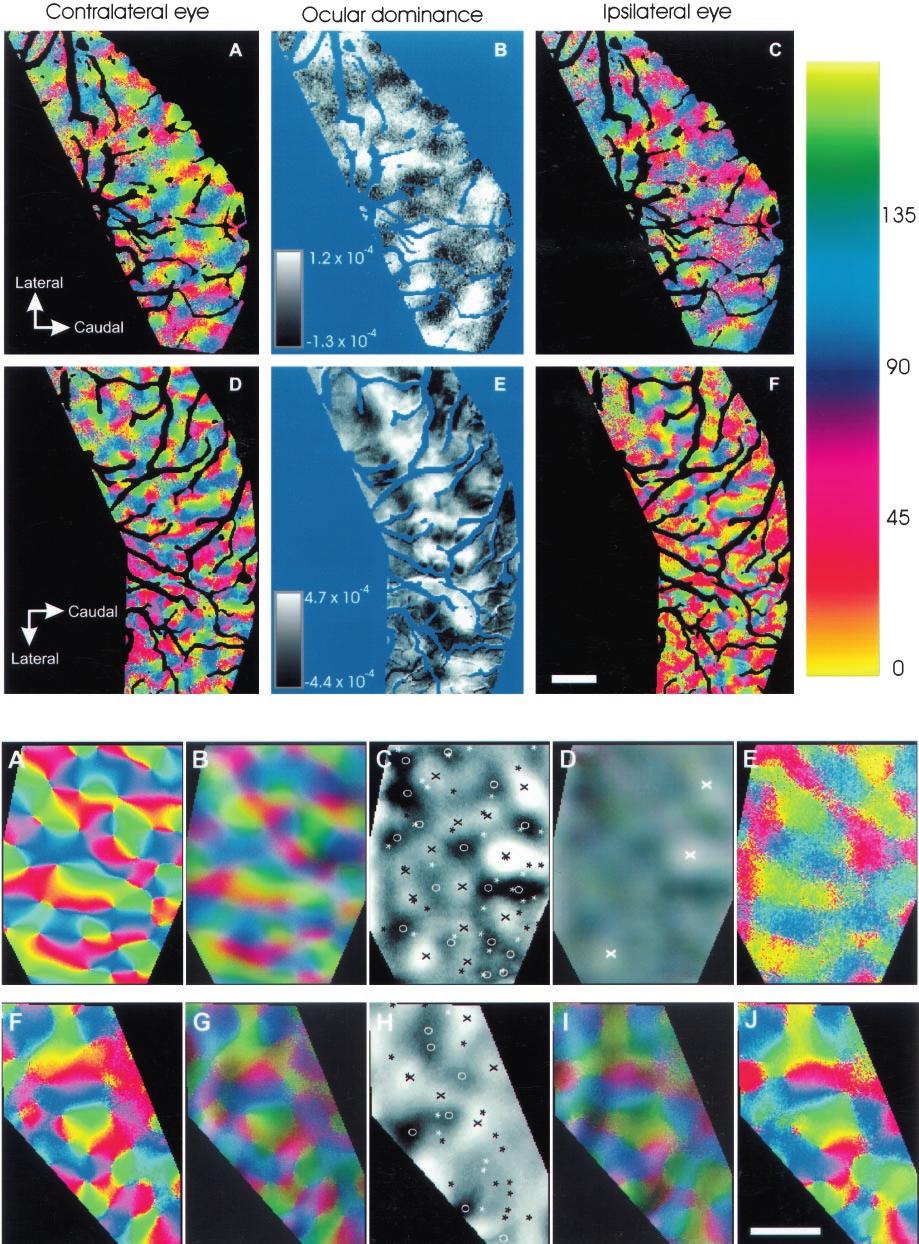 6972 J. Neurosci., August 15, 1999, 19(16):6965 6978 Issa et al. Ferret Critical Period for Visual Plasticity Figure 4. Top. Ocular dominance and orientation maps in normal ferret visual cortex.