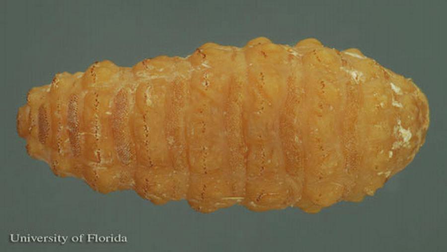 The larvae find their way into the esophageal wall, where they come to lie in the submucous connective tissue for the rest of the summer and autumn, growing to about 12 mm in length.