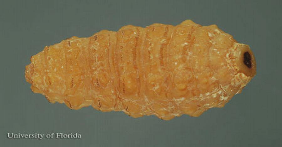 Eggs of the common cattle grub, Hypoderma lineatum (Villers), on cattle hairs. Figure 5. Larva of the common cattle grub, Hypoderma lineatum (Villers), ventral view. The head is to the left.