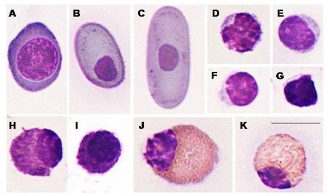 G.S. Martins et al. 4 Figure 2. Blood cells of Chelonoidis carbonarius and Chelonoidis denticulatus stained with Panótico. A. B. Polychromatophils at different stages of maturity; C.