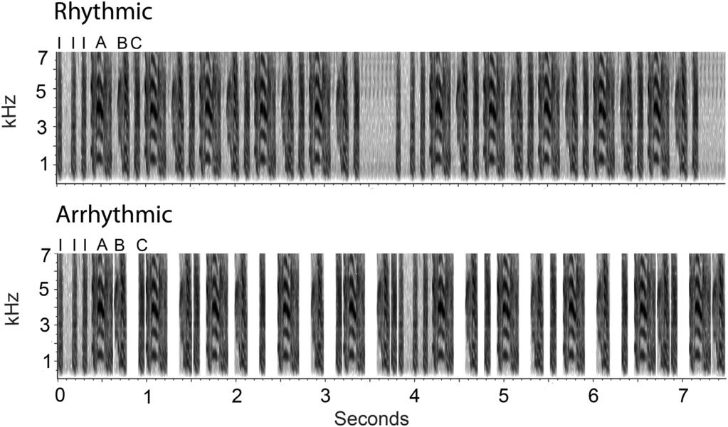 Neural Responses to Rhythmicity of Birdsong Figure 1. Representative spectrograms of rhythmic and arrhythmic song. Images depict 7.5 seconds of representative rhythmic and arrhythmic song stimuli.