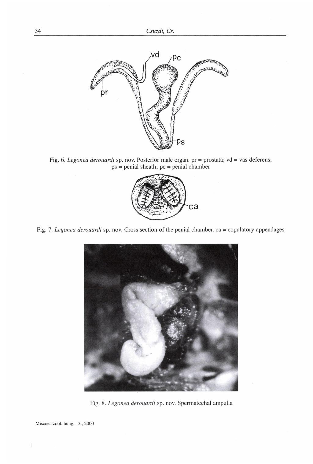Fig. 6. Legonea derouardi sp. nov. Posterior male organ, pr = prostata; vd = vas deferens; ps = penial sheath; pc = penial chamber Fig. 7.