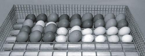 with a Hatching Component With the standard tray the 81 large or bantam eggs are