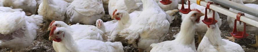 Campylobacter and primary production The control of Campylobacter in the primary production of poultry meat has a greater impact on public health than measures that can be applied in the later