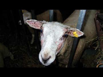 Early contagious ovine digital dermatitis (CODD), particularly in a flock outbreak, also produces lesions at the coronet but, unlike bluetongue, the hoof case is rapidly shed.