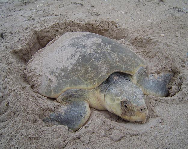 Sea Turtles of the Gulf of Mexico 1203 Puerto Rico on June 24, 1982 and on September 2, 1998, respectively (NMFS and USFWS 2007e).