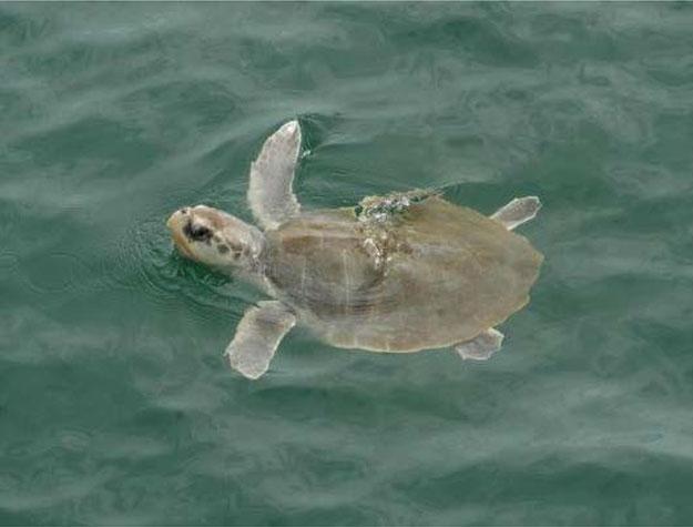 1204 R.A. Valverde and K. Rouse Holzwart Figure 11.8. Kemp s ridley sea turtle in the water (photograph by Kim Bassos-Hull, Mote Marine Laboratory) (NOAA 2011).