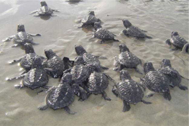 Sea Turtles of the Gulf of Mexico 1213 Figure 11.13. Kemp s ridley sea turtle hatchlings entering the sea after emerging from the nest (from NPS 2013c).