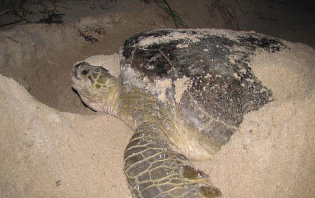 Sea Turtles of the Gulf of Mexico 1239 While the neritic zone provides important foraging, internesting, and migratory habitats for adult loggerhead sea turtles, some adults may also periodically