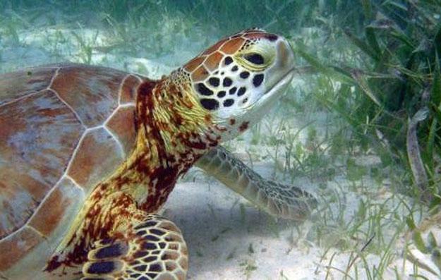 Johnson, University of Florida, with permission). Figure 11.26. Green sea turtle foraging on a seagrass bed (photograph by RP van Dam) (NOAA 2011). 11.4.1.1 Nesting Life History, Distribution, and Abundance for Gulf of Mexico Green Sea Turtles Green sea turtles typically nest at night.