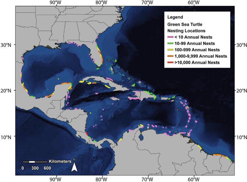Sea Turtles of the Gulf of Mexico 1245 Figure 11.28. Generalized nesting locations of the green sea turtle in the Gulf of Mexico, Caribbean, and northwest Atlantic Ocean (from Dow et al.