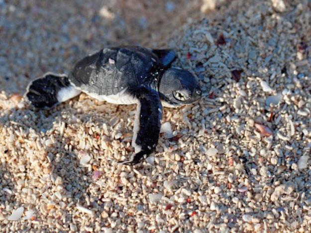 Sea Turtles of the Gulf of Mexico 1249 Figure 11.32. Green sea turtle hatchling moving across the beach toward the sea (photograph by Kjersti Joergensen) (Joergensen 2012).