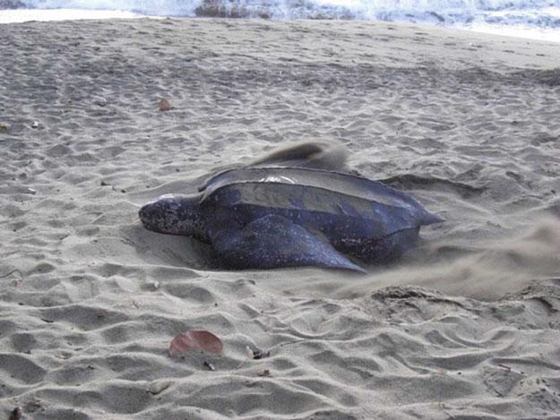1254 R.A. Valverde and K. Rouse Holzwart Figure 11.33. Leatherback sea turtle covering her eggs after nesting (photograph by Paul Mannix) (Mannix 2012). 11.5.1 Leatherback Sea Turtle Life History,