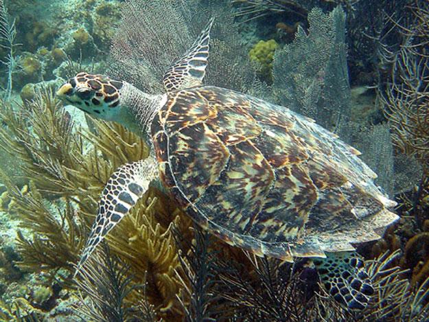 1264 R.A. Valverde and K. Rouse Holzwart Figure 11.39. Hawksbill sea turtle using a coral reef (photograph by Caroline Rogers, USGS) (NOAA 2011).