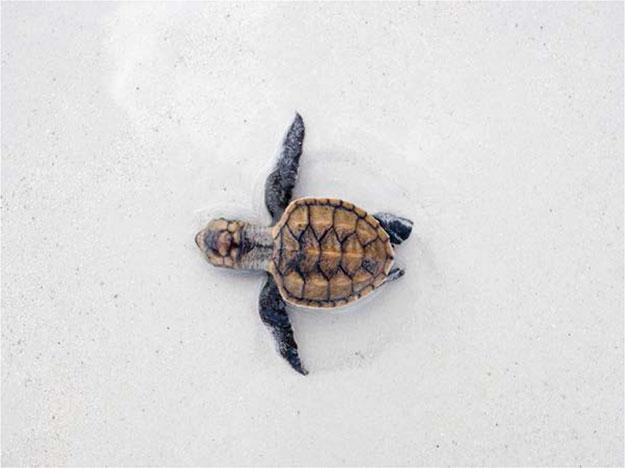 1274 R.A. Valverde and K. Rouse Holzwart Figure 11.44. Hawksbill sea turtle hatchling moving across the beach toward the sea (from Serge_Vero 2007). 11.6.1.3 Neritic Juvenile Life History and Distribution for Gulf of Mexico Hawksbills Oceanic juvenile hawksbills recruit to foraging habitat in the neritic zone starting at around 20 cm (7.