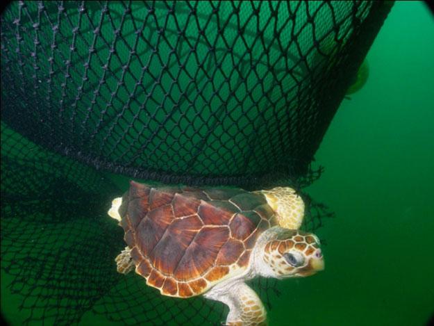Sea Turtles of the Gulf of Mexico 1279 Figure 11.45. Loggerhead sea turtle escaping a net equipped with a turtle excluder device (TED) (from NOAA 2011). that further efforts were necessary.