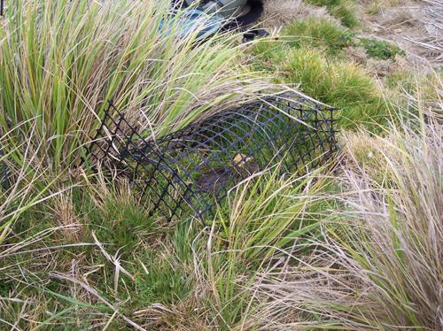 Trap design. A cost-efficient cover was developed to protect the traps from incidental bycatch (birds, small rabbits), but still allow easy visual inspection of traps.
