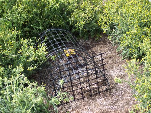 Trap set in groundsel patch close to prion