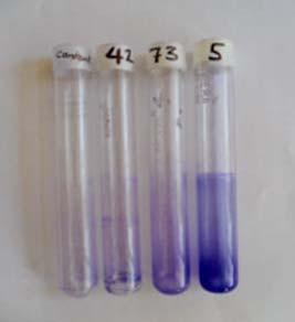 Antibiotics MIC (µg/ml) MBEC (µg/ml) Ciprofloxacin 1. 95 