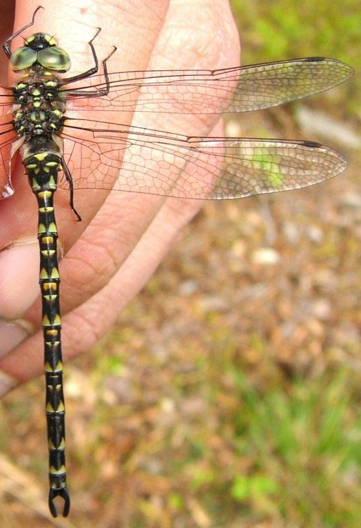 Notes from the field Taper-tailed Darner: This secretive swamp and bog dweller is rare in our area - you re even less likely to see Tapertaileds then their only slightly more common cousin, the