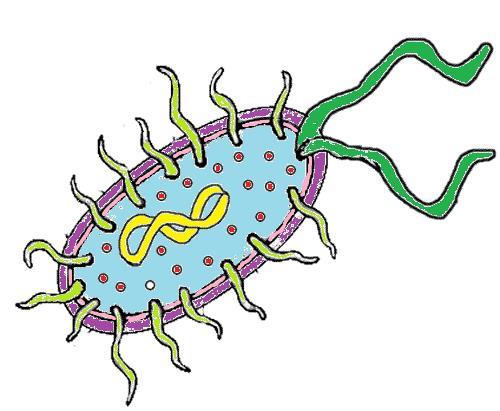 1676: Antoni van Leeuwenhoek- observed/described bacteria 3 shapes: coccus, bacillus, spirochete/spirillum 2 classes: