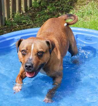 Keeping cool As well as ensuring your dog has somewhere warm and cosy in winter, make sure that they have somewhere to cool off when temperatures rise.